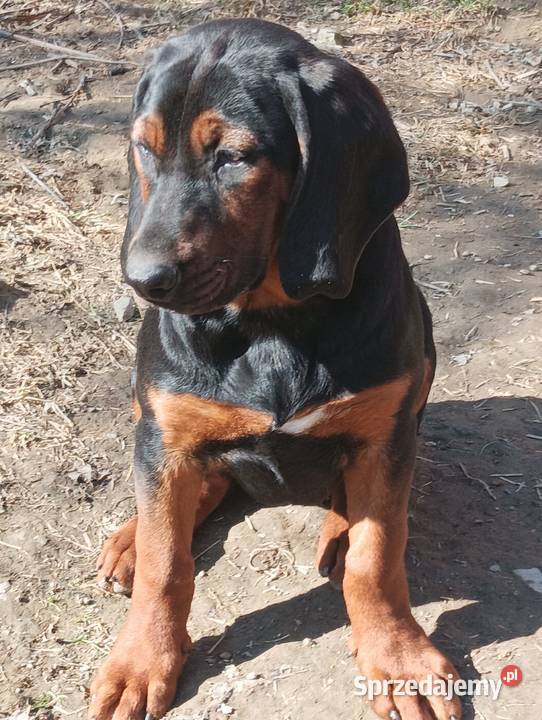 Szczenięta Gończy polski Kamionna