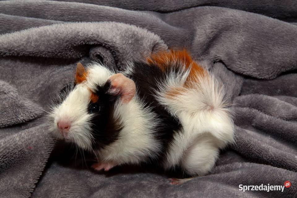 świnka morska cavia domowa SAMICA Koszyce Wielkie