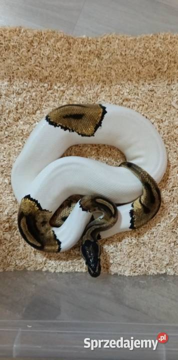 Pyton królewski Piebald samica