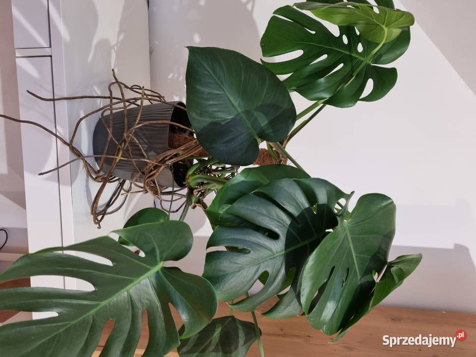 Monstera Deliciosa dziurawa z donicą 1OO Lublin