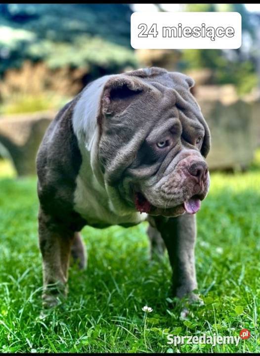 American bully potężny reproduktor liliac Koszalin