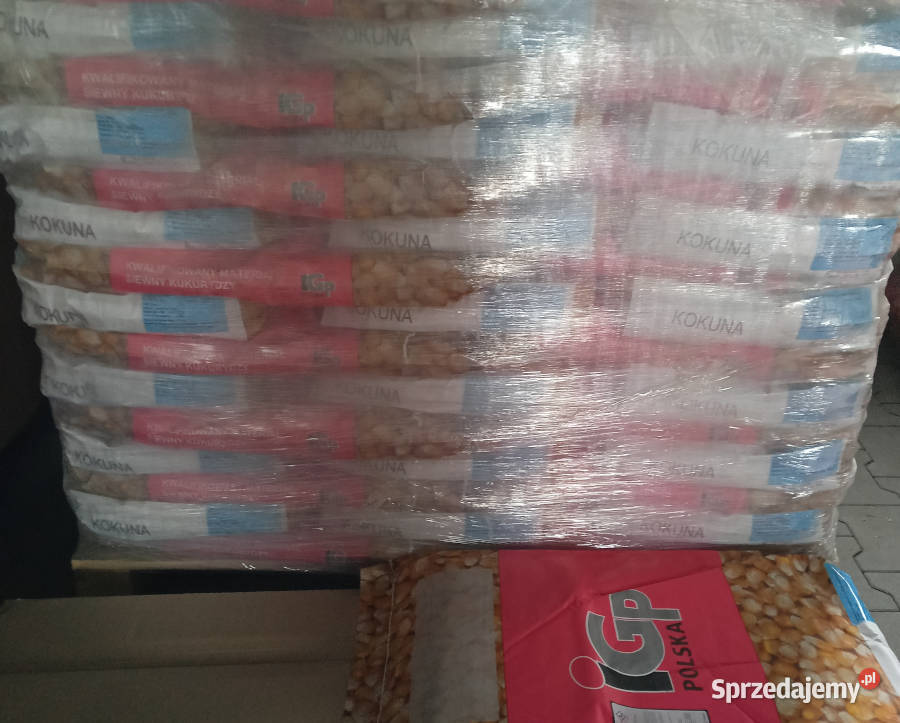 Materiał siewny kwalifikowany kukurydza IGP Poznań