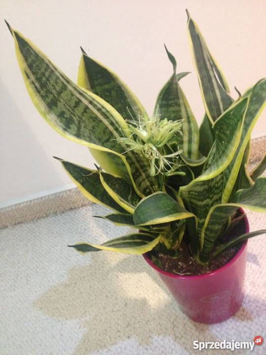 Roślina doniczkowa domowa Sansevieria kwitnąca Poznań
