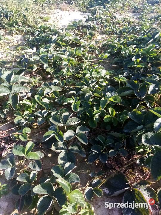 Truskawki Hanoya Zamość