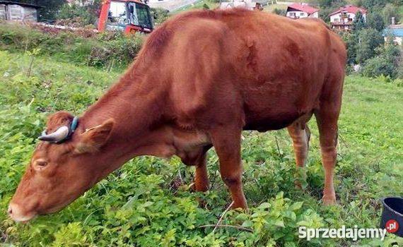 Sprzedam krowę czerwoną zacieloną 3letnią kozy śląskie Bielsko-Biała
