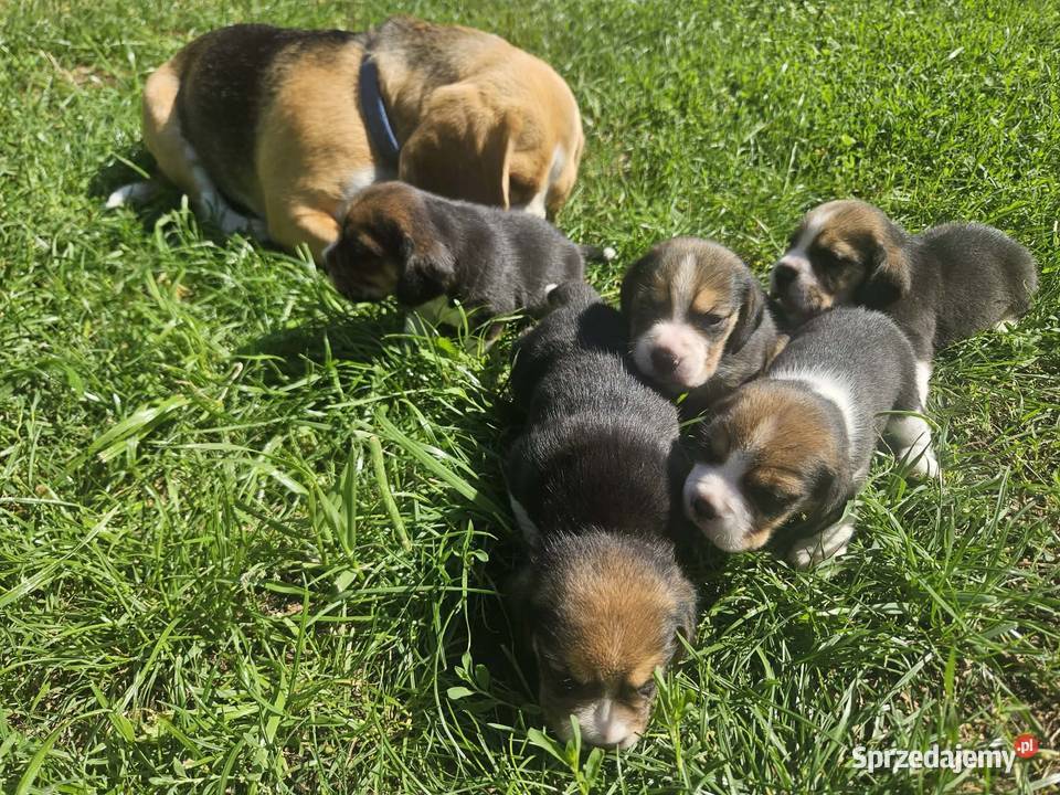 Ostatnia cudowna dziewczynka Beagle FCI Mińsk Mazowiecki
