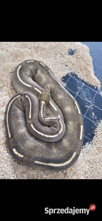 Piękny duży samiec pyton królewski mojave pomorskie
