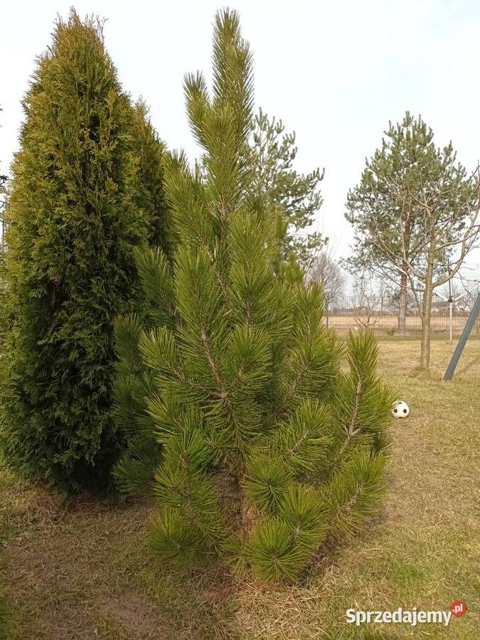 Sosna czarna duża 150 Gorzów Śląski