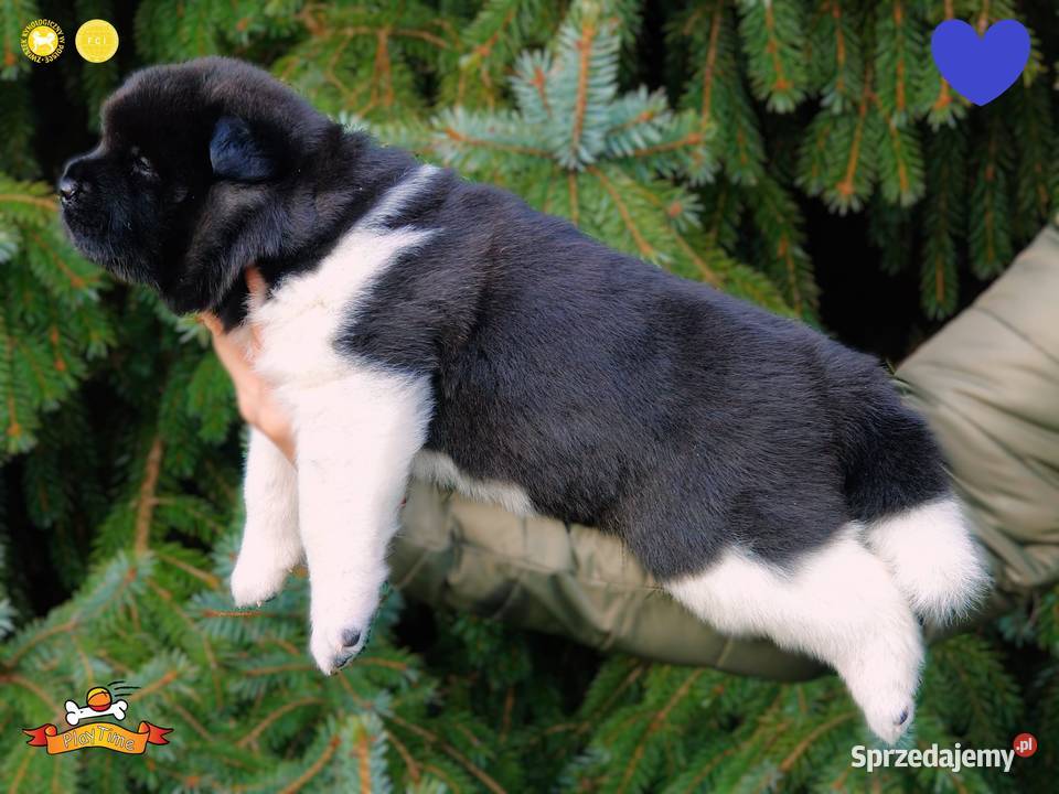 Szczenięta AKITA AMERYKAŃSKA odbiór marzec Poddębice