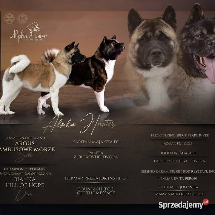 Akita Amerykańska szczeniak Wrocław sprzedam