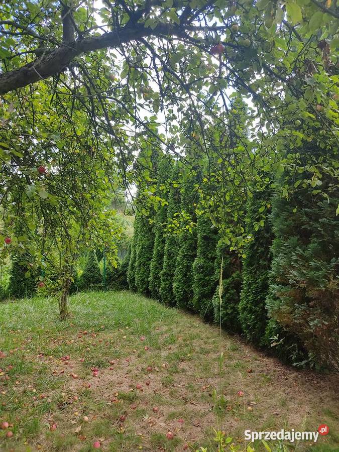 Duży ogródek działkowy ROD Sosnowiec 855m2