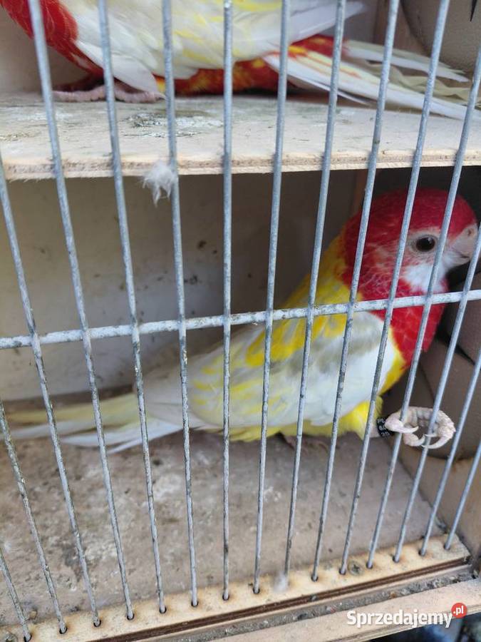 Rozelle białolice kujawsko-pomorskie