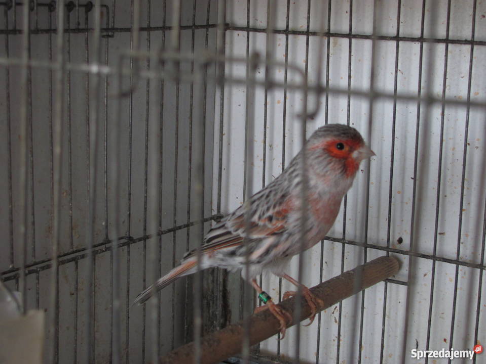 kanarki agatowe czerwona mozaika sprzedam