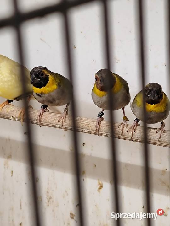 Kubanik mniejszy samce 2025