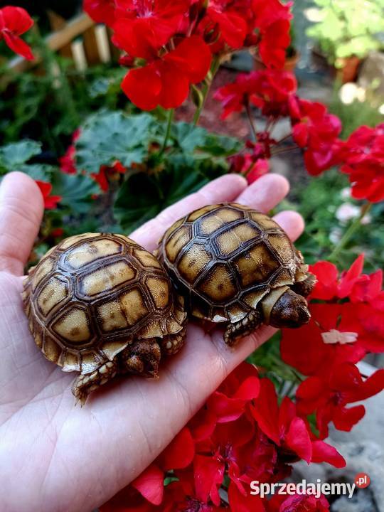 Młode Żółwie pustynne Centrochelys sulcata Rybnik