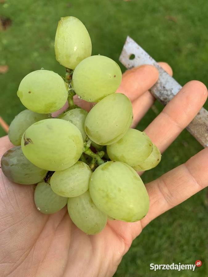 Sadzonki winogrona białe duże smaczne 5 Stalowa Wola sprzedam