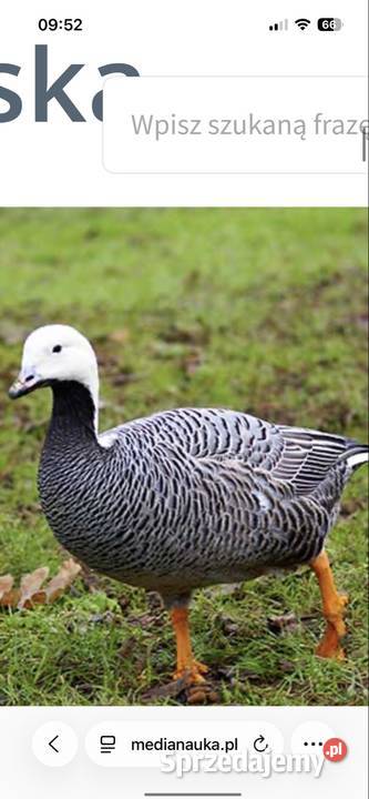 Śnieżyca Cesarska Swojczany