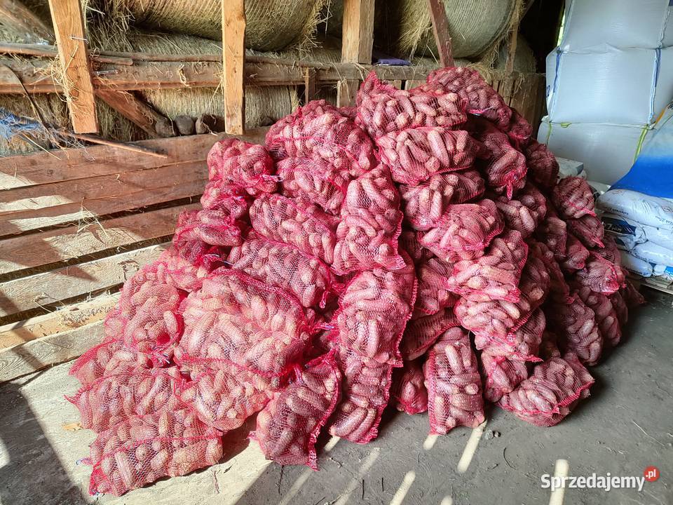 Buraczki czerwone podłużne świętokrzyskie Pińczów