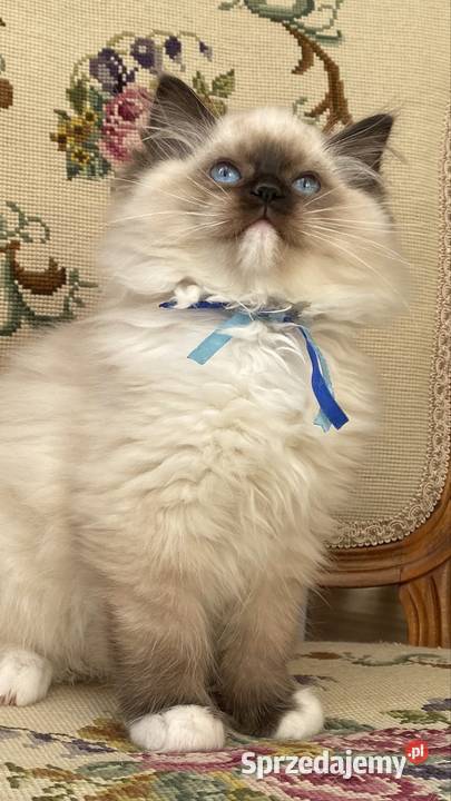 Kotki ragdoll gotowe do odbioru Grodzisk Mazowiecki
