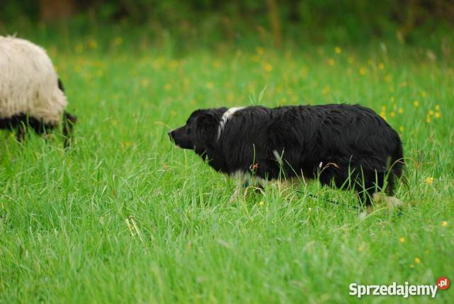 border collie sprzedam szczenięta Psy Jelenia Góra