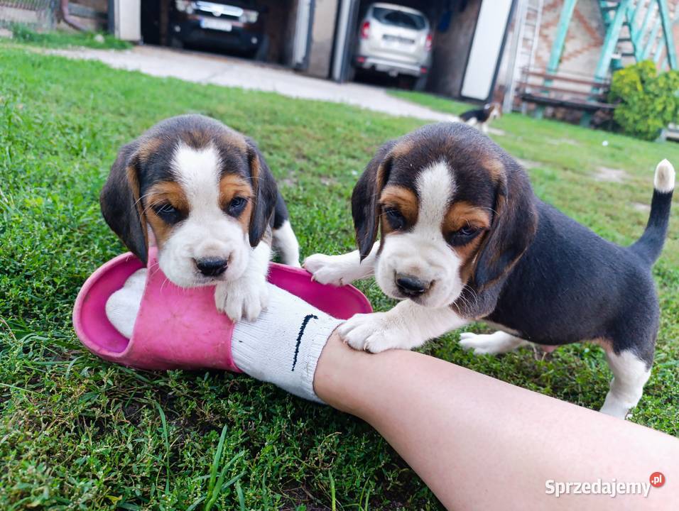 Beagle tricolor szczenięta Sokołów Podlaski