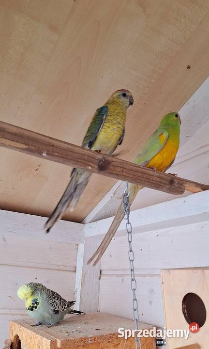 Para modrolotek szeków i świergotek Otyń