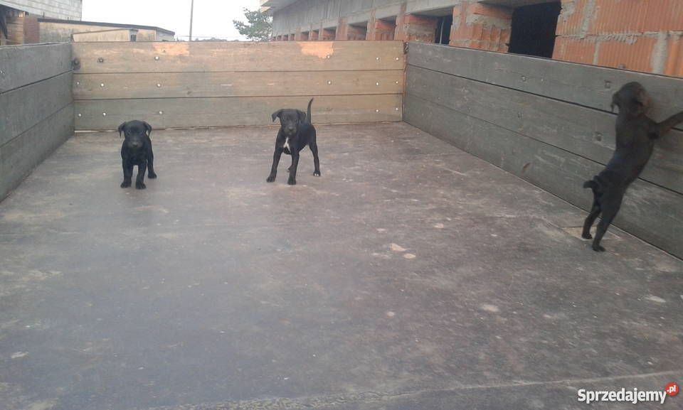 Foksterier jagderrier terier Krzemieniewo