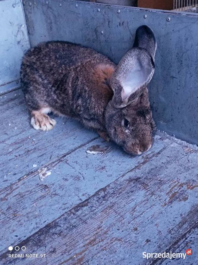 Samczyk Belg Kuczbork-Wieś sprzedam