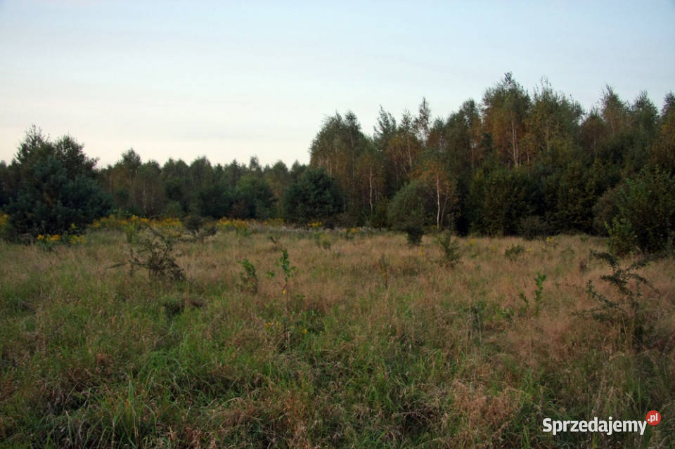 Działka 246 ha k Mszczonowa z warunkami na bud utwardzona Nieruchomości