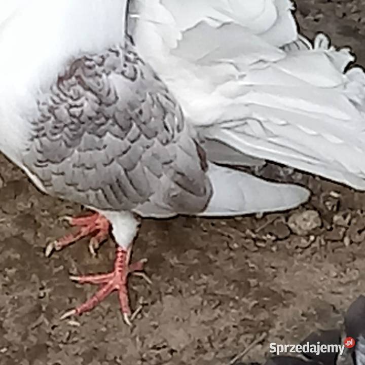 Pawiki gołębie łódzkie Skierniewice sprzedam