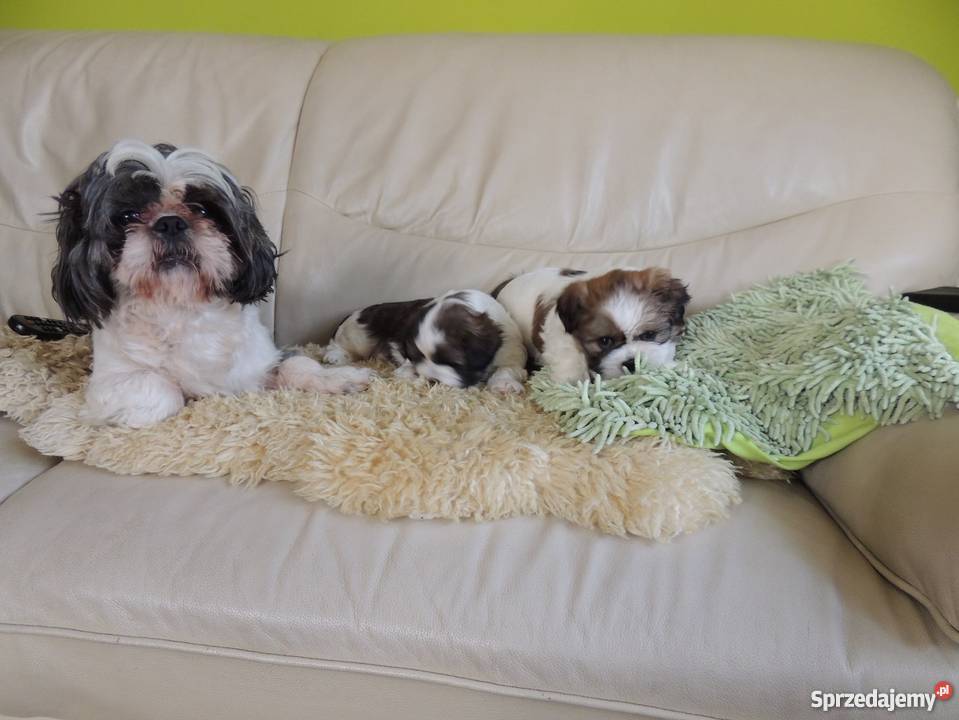 Shihtzu szczeniaki z rodowodem Tarnów Otfinów