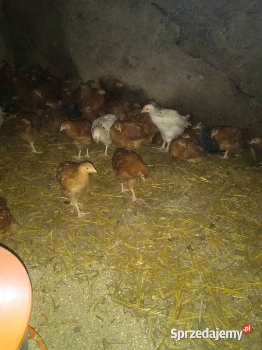 Kurczaki kury 7 tygodni odchow wlasny