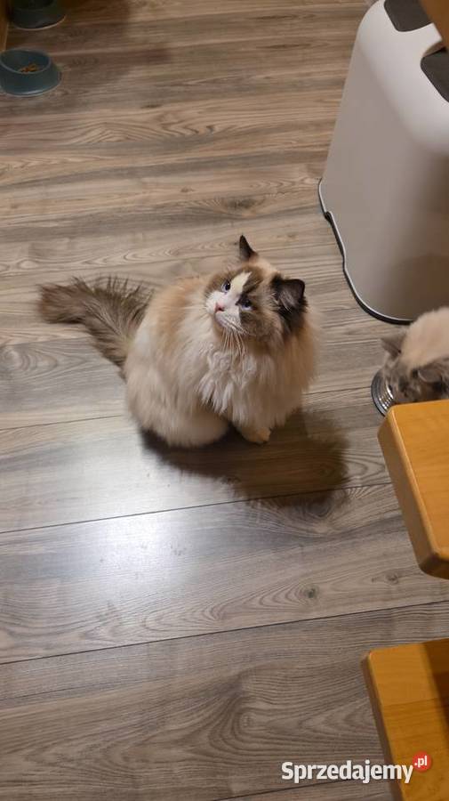 Kocurek Ragdoll do hodowli