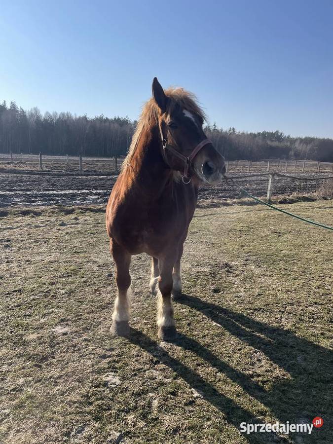 Sprzedam kobyle sokolska zimnokrwista Gózd Lipiński