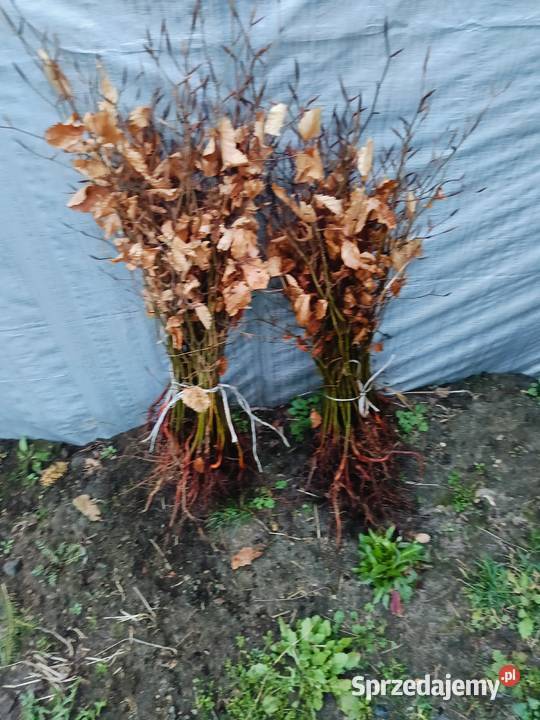 Buk pospolity zwyczajny sadzonki 5070 komplet 50 Opoczno sprzedam