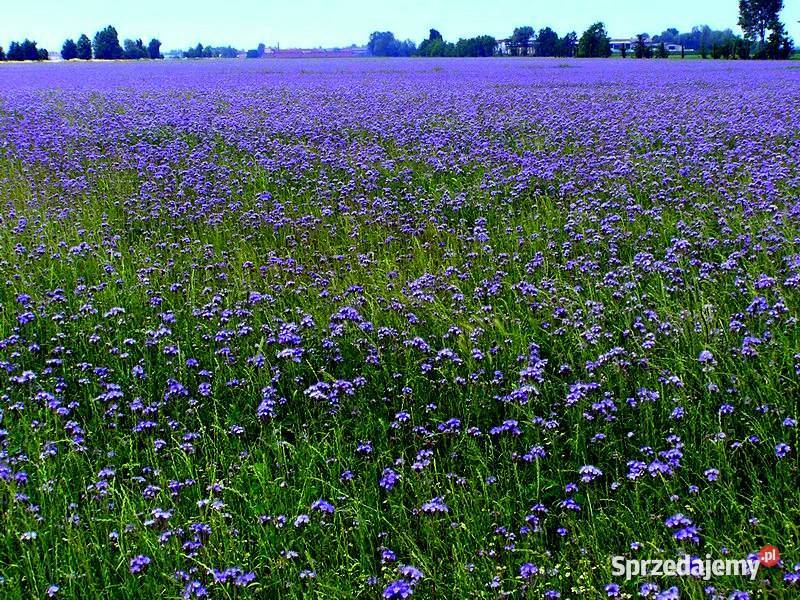 Facelia uprawa pszczół poradnik Pszczelarstwo