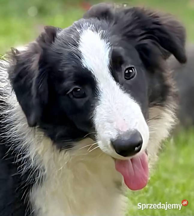 Piękny piesek border collie Łódź