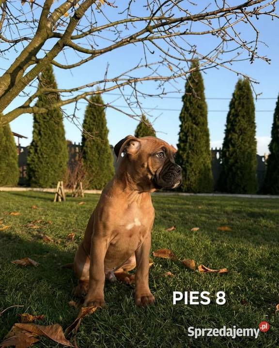 Szczeniaki Bokser Baszyny