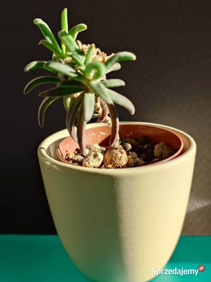Delosperma bosseranum kaudeks miniatura w Warszawa sprzedam