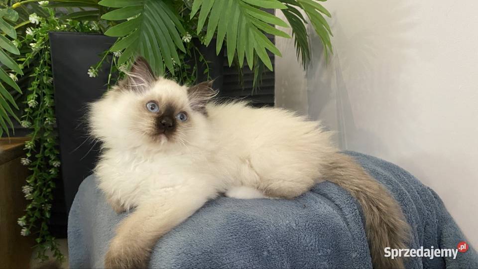Małe kotki Ragdoll FPL śląskie Katowice