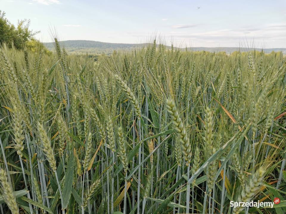 Pszenica ozima Wilejka centrali Masłów Drugi