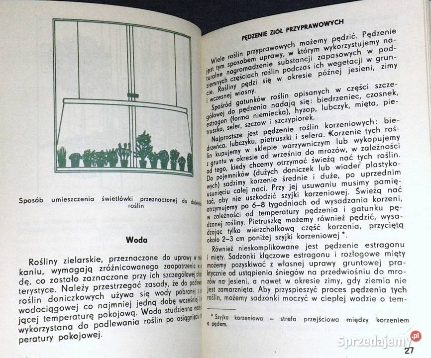 Zioła w doniczkach Piotr Metera Chełm