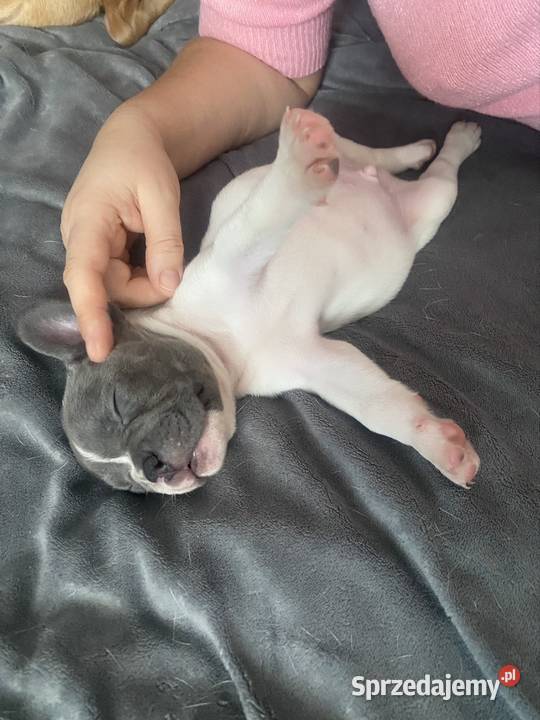 Buldog francuski Bydgoszcz