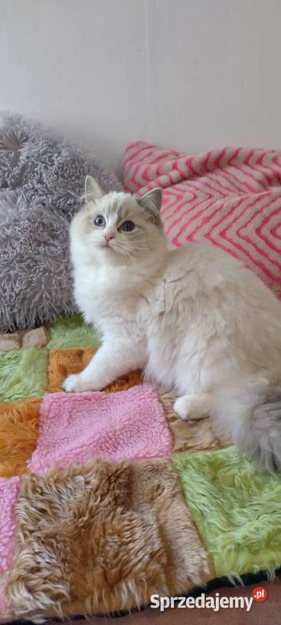 Kotka ragdoll blue lynx bikolor