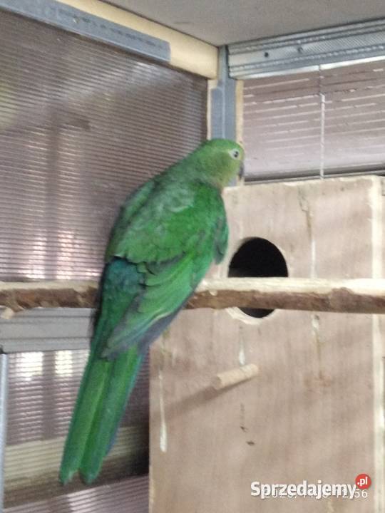 Szkarłatka sprzedam samica Świerklany