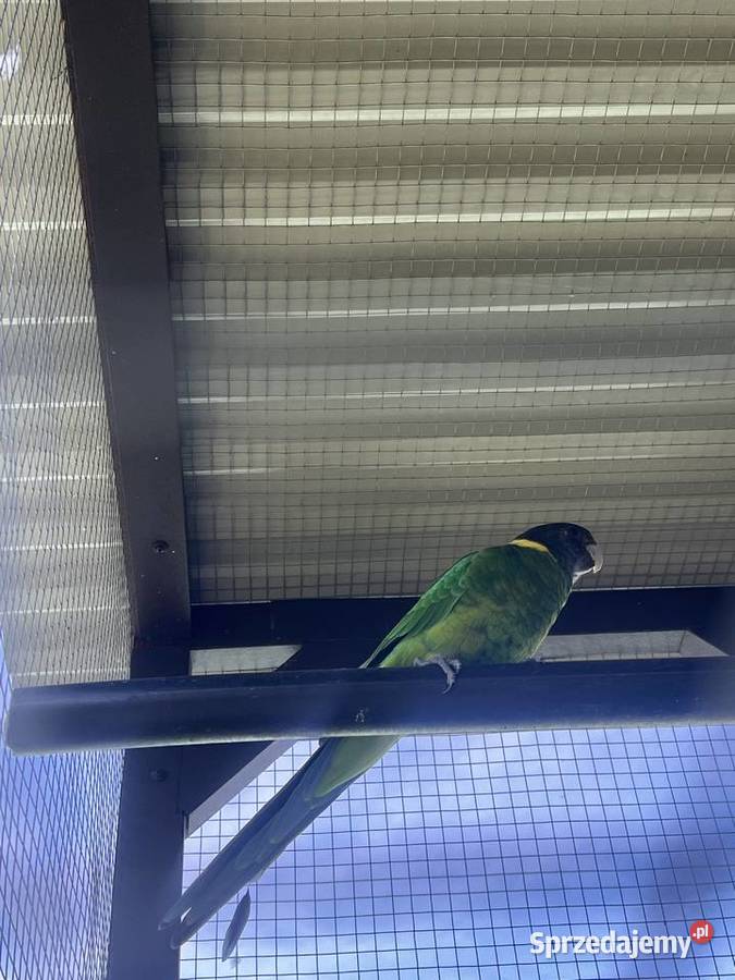 Papuga kragen samica Limanowa