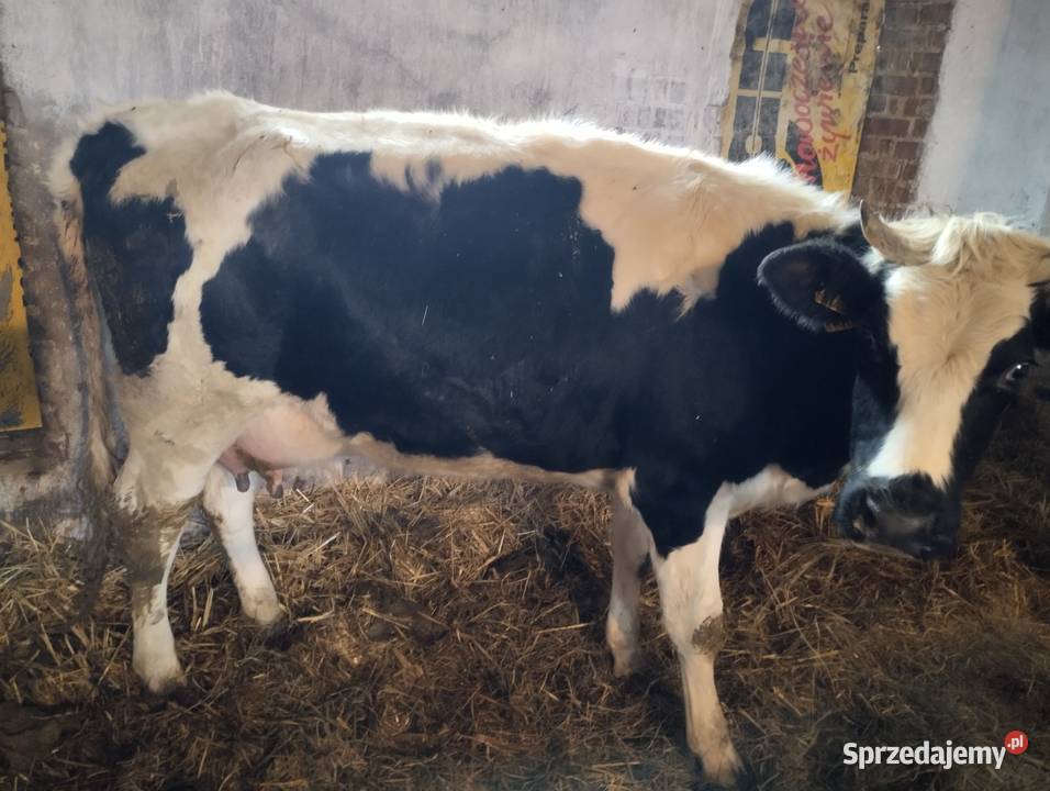 Sprzedam krowę białogzbietke z cielakiem Jabłoń