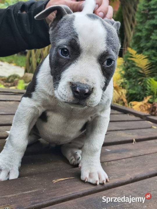 American Bully ABKC pies suka standard Warszawa