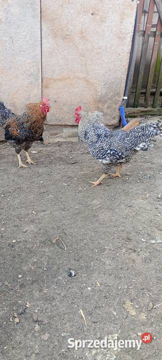 Zwierzęta Rolnictwo