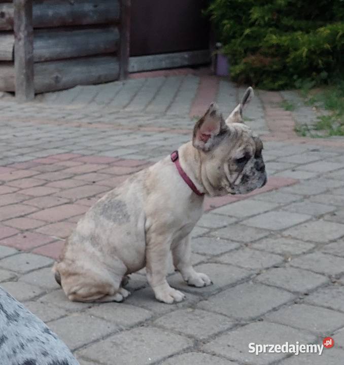 Buldog Francuski szczeniaki Mogielnica